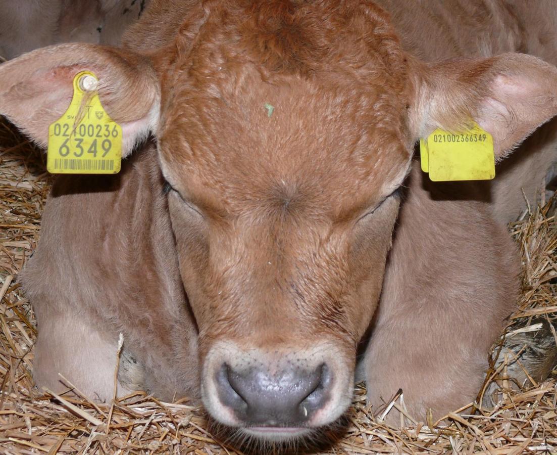 Ban Hofa Lägenhet Brixen Exteriör bild